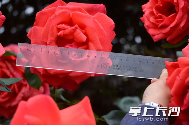 近期,，省森林植物園“玫瑰之約”花展進(jìn)入了最佳觀賞期，吸引了眾多市民,、游客前往,，一飽眼福。長(zhǎng)沙晚報(bào)記者 周柏平 通訊員 彭煒 攝