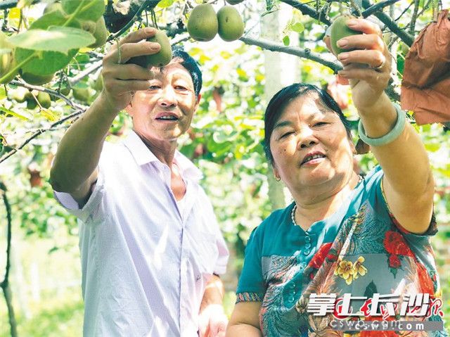 金秋時(shí)節(jié)迎豐收,，果農(nóng)楊海元和妻子劉清蓮正在園子里采摘碩果。長(zhǎng)沙晚報(bào)記者 錢娟 攝