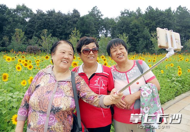 　　植物園內(nèi),，游客以向日葵“花海”為背景玩著自拍,。照片均為長(zhǎng)沙晚報(bào)記者 周柏平 通訊員 彭煒 攝