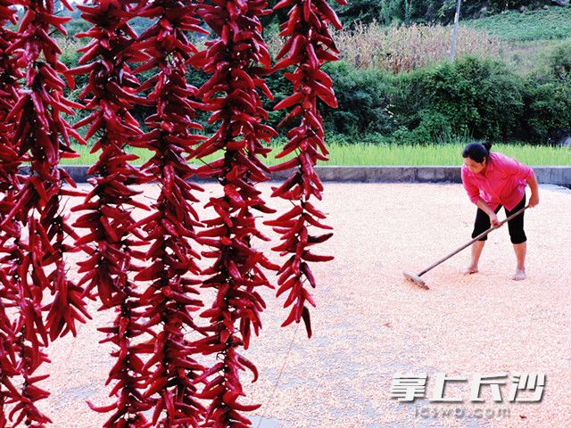 8月7日,，在四川省達(dá)州市福春種植專業(yè)合作社，種植戶楊體瓊在晾曬玉米。