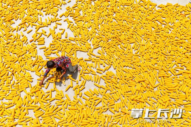 8月7日,，在重慶市南川區(qū)興隆鎮(zhèn)金禾村,，一名村民在晾曬剛剛收獲的玉米,。 