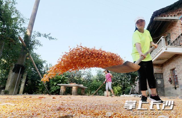 8月7日,，在湖南省漣源市橋頭河鎮(zhèn)，一名母親帶著孩子來農(nóng)戶家晾曬玉米,，體驗(yàn)農(nóng)家生活,。
