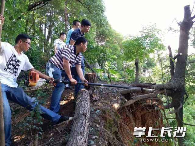 南郊公園內(nèi),，園林職工正在清理倒伏樹木。長沙晚報記者 周柏平 通訊員 任湘 攝