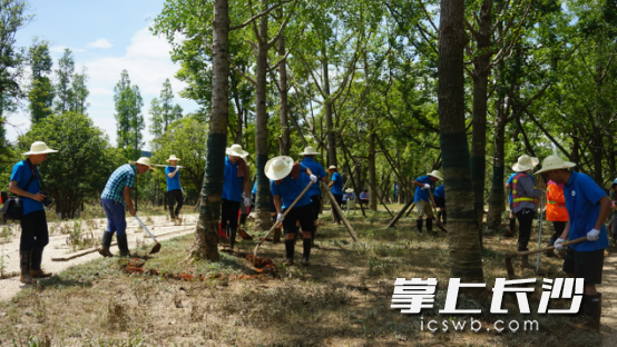 現(xiàn)場工作人員挖坑救樹