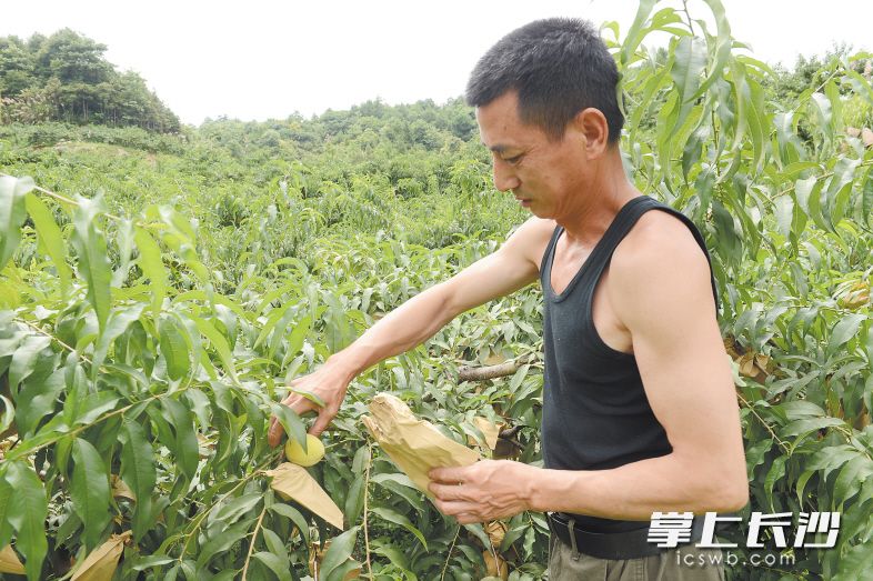 寧鄉(xiāng)縣巷子口鎮(zhèn)黃鶴村的黃桃即將成熟,，但洪水沖斷了道路,，如何運(yùn)輸黃桃讓果農(nóng)犯了難,。　　長沙晚報(bào)記者 余劭劼 攝