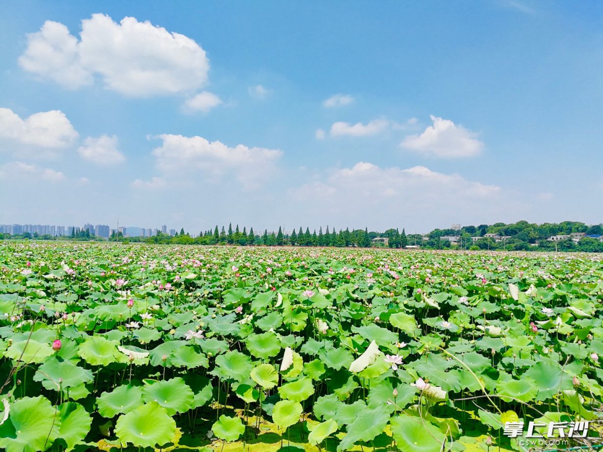 蘇托垸是長沙二環(huán)內(nèi)唯一未開發(fā)的一塊成片區(qū)域,，自然風光好和基礎(chǔ)設(shè)施差并存。長沙晚報全媒體記者 李卓 攝