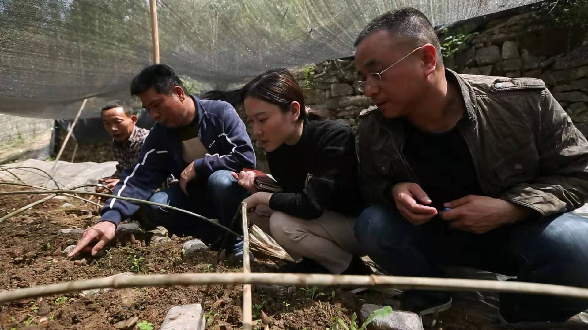 芙蓉區(qū)駐靛房鎮(zhèn)扶貧隊(duì)的幾位隊(duì)員和彭英龍（左一）一起查看羊肚菌生長(zhǎng)情況,。 均為受訪者供圖