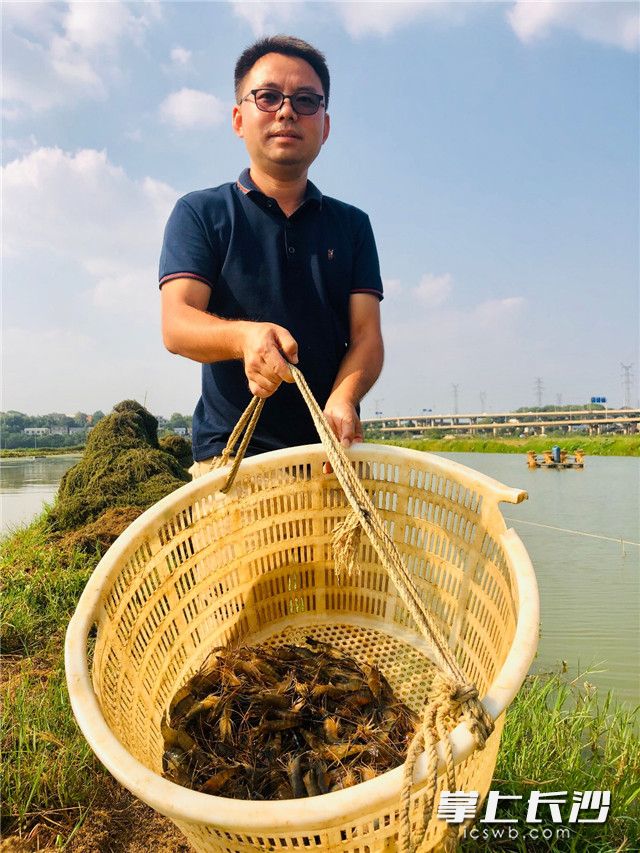 陳輝華腦洞大開用藤蕹菜和羅氏蝦混養(yǎng),，獲得大豐收,。全媒體記者 李卓 攝