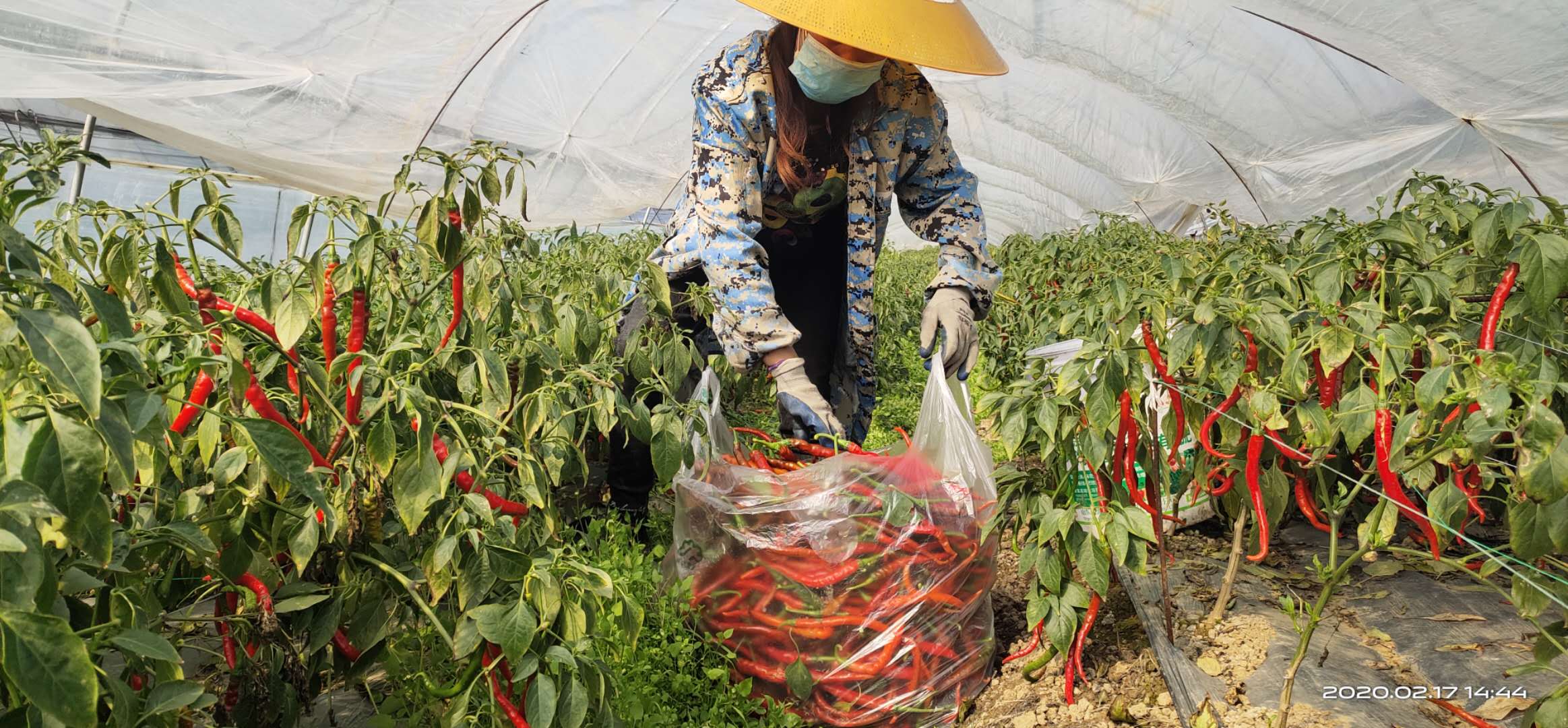 17日下午，寧鄉(xiāng)市花明樓鎮(zhèn)綠藝蔬菜基地,，工作人員佩戴口罩,，正在采摘新鮮的本地辣椒。長沙晚報全媒體記者 錢娟 拍攝