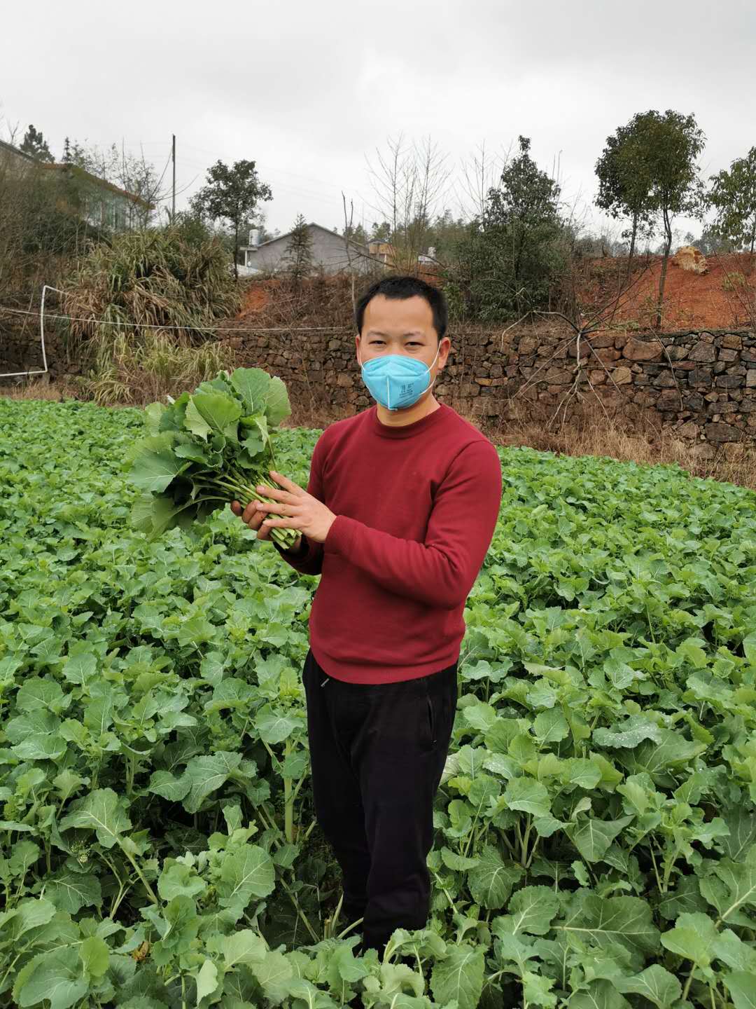 一年之計在于春,，寧鄉(xiāng)市花明樓鎮(zhèn)綠藝蔬菜基地負責(zé)人肖勝藍正在基地忙著采收。