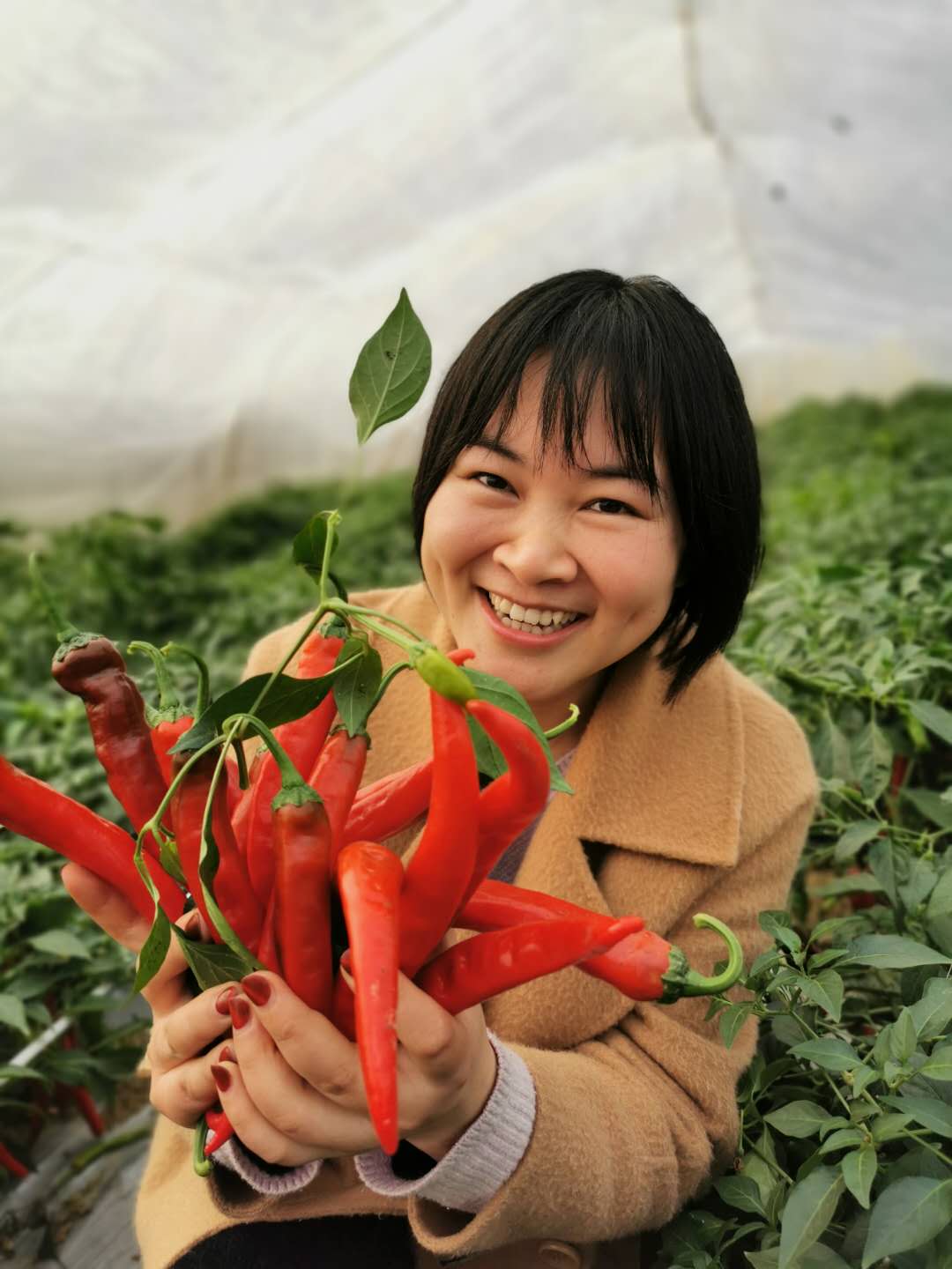 寧鄉(xiāng)市花明樓鎮(zhèn)綠藝蔬菜基地,，新鮮的本地辣椒個頭大,、顏色紅，格外惹人喜愛,。