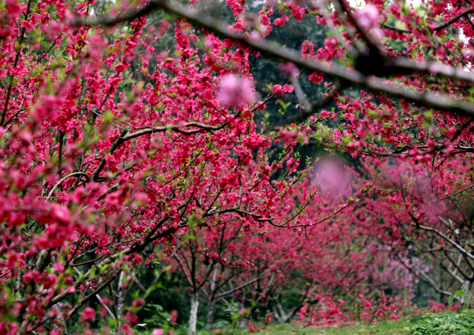 省植物園內(nèi)桃花開得正旺,。長(zhǎng)沙晚報(bào)全媒體記者 周柏平 通訊員彭煒攝影報(bào)道