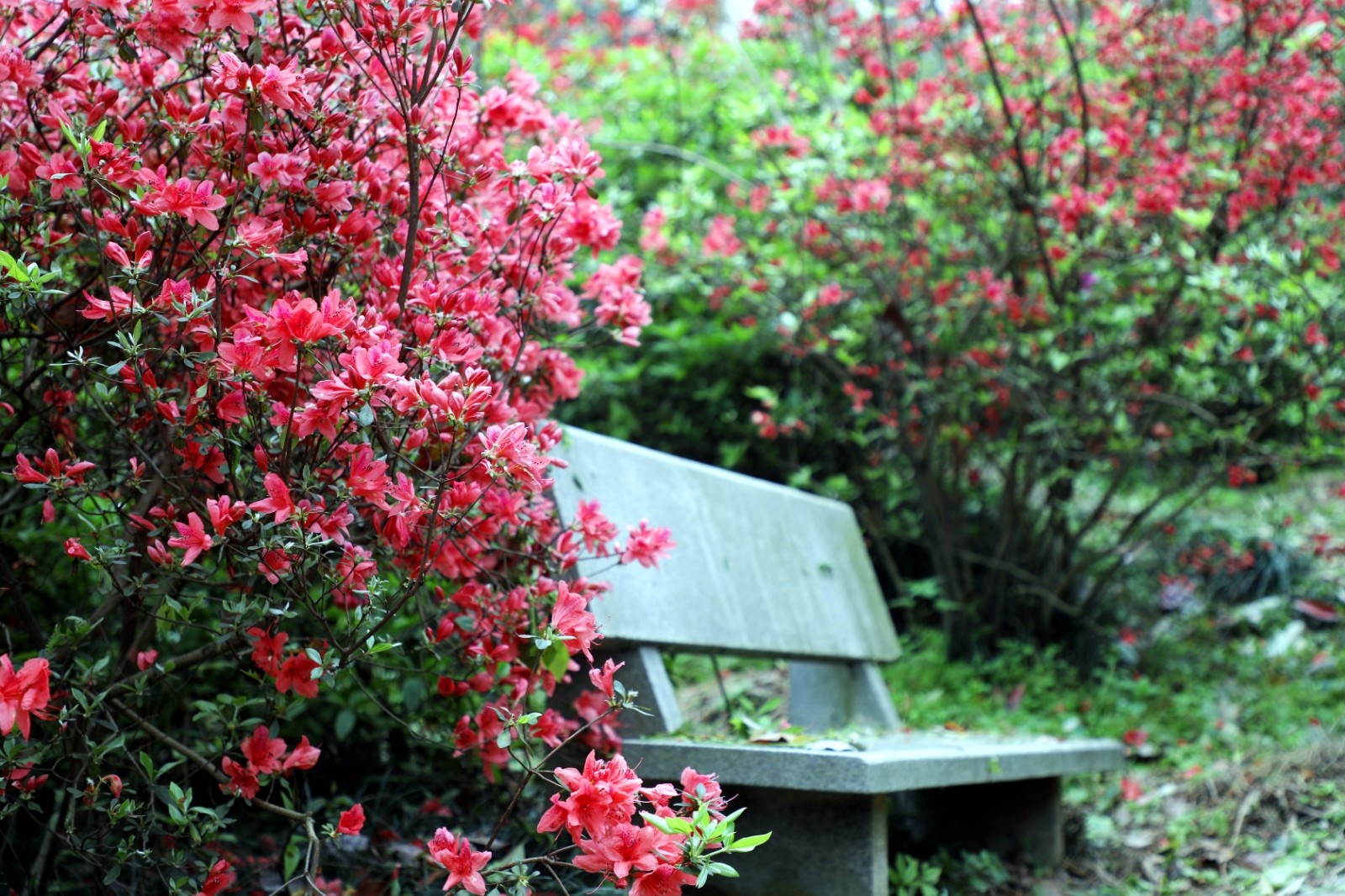 植物園杜鵑園內(nèi)的映山紅也已開放,。長(zhǎng)沙晚報(bào)全媒體記者 周柏平攝