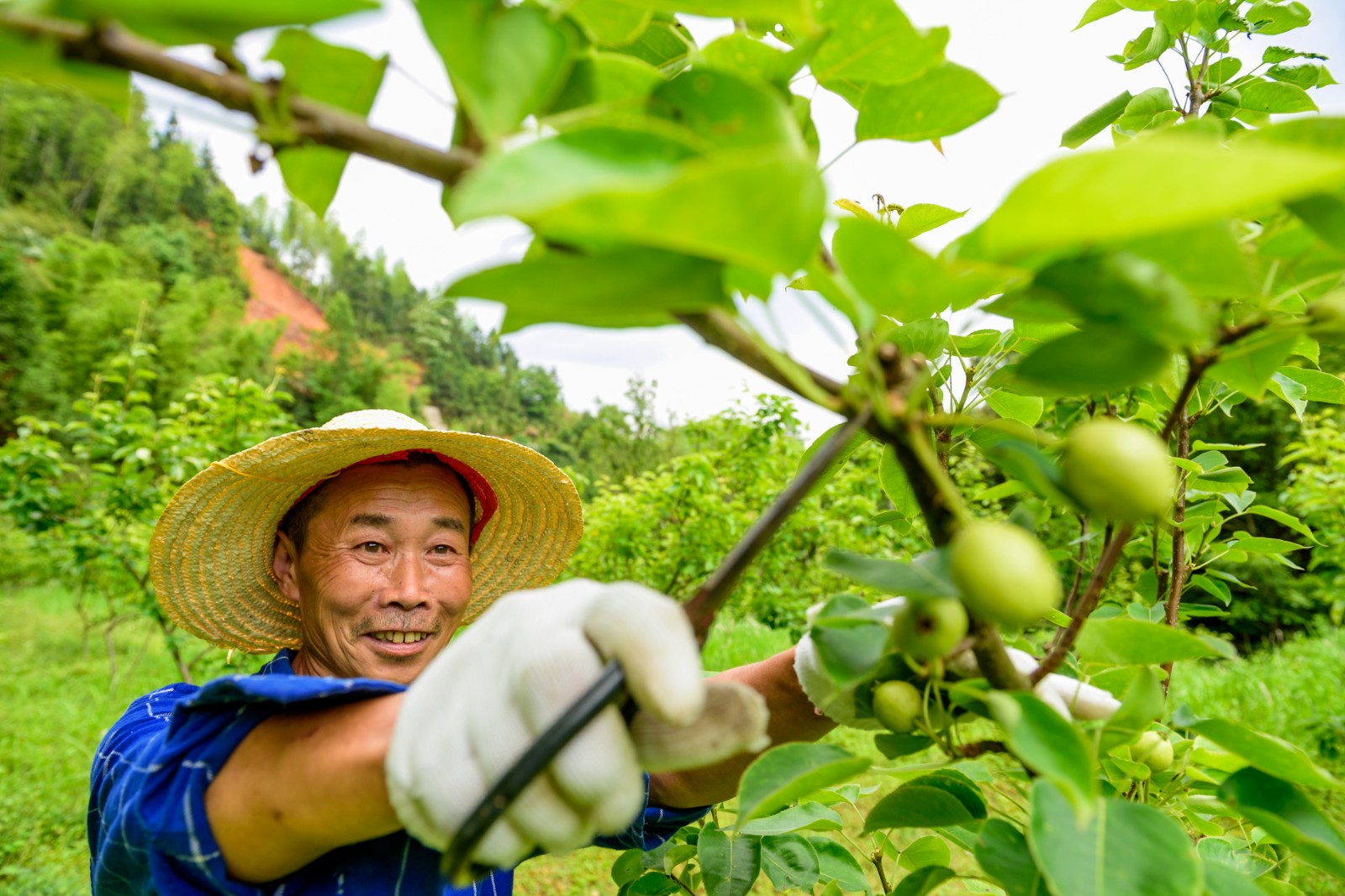 搬得出、穩(wěn)得住,、能致富,，田溪村易地搬遷戶李有倫在家門口的水果基地務(wù)工，閑時還可以去景區(qū)兼職打工,，收入穩(wěn)定不用愁,，還方便照顧家里。 長沙晚報全媒體記者 陳飛 拍攝