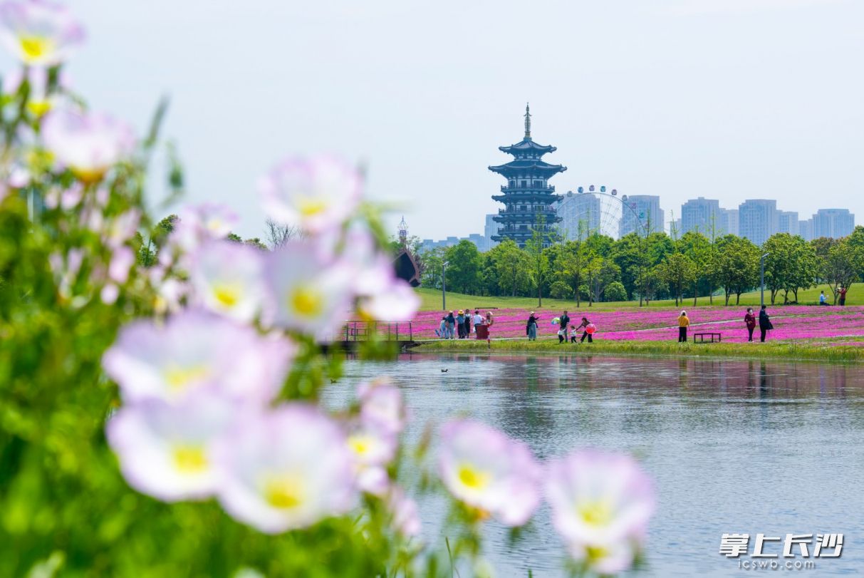 市民們暢游在洋湖濕地公園美麗的花海中,。長沙晚報(bào)全媒體記者 鄒麟 攝