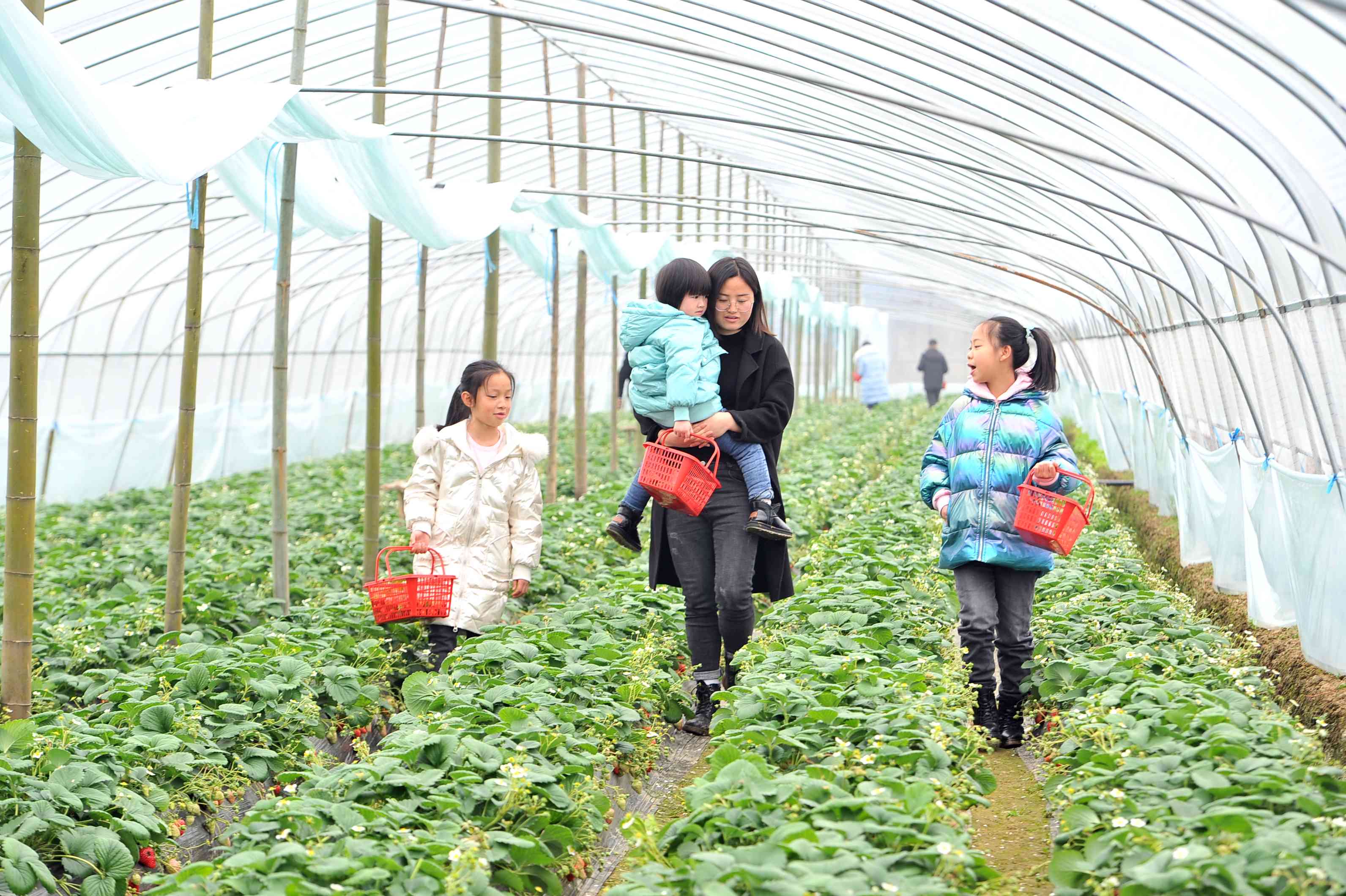 市民帶著孩子來種植園體驗(yàn)采摘草莓，龔洋洋帶上自己的孩子,，領(lǐng)著市民的孩子（右一）一起在草莓大棚內(nèi)開心采摘,。