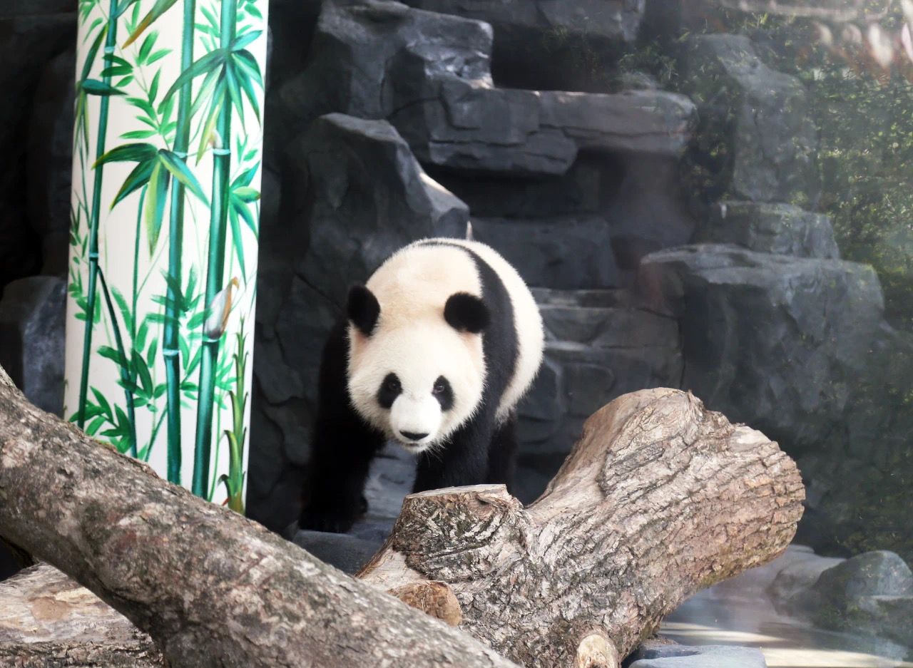 春節(jié)期間,，外地游客可到長沙生態(tài)動物園免費(fèi)看動物了,。均為資料圖片