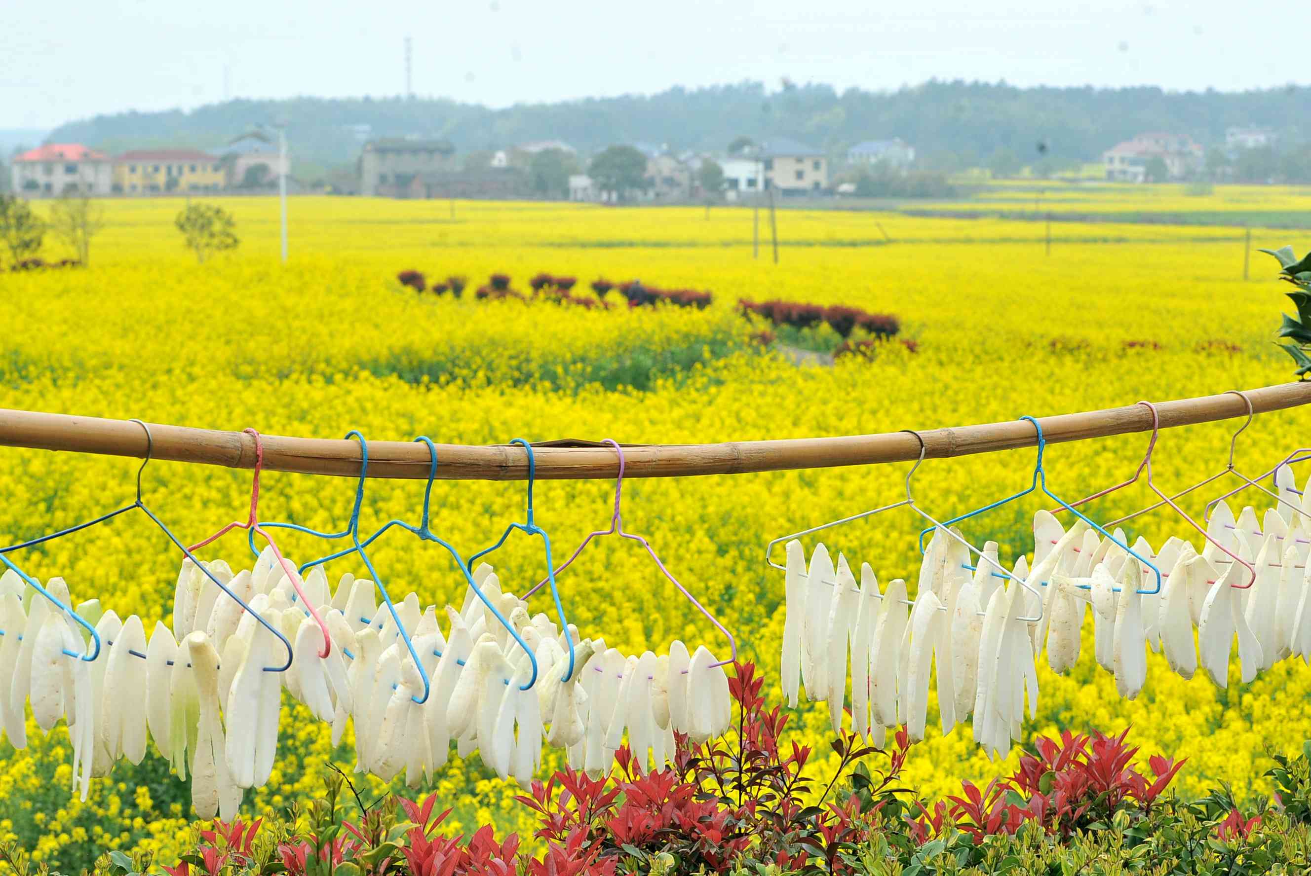 寧鄉(xiāng)陳家橋萬畝油菜花,。圖片均為長沙晚報全媒體記者 賀文兵 攝 