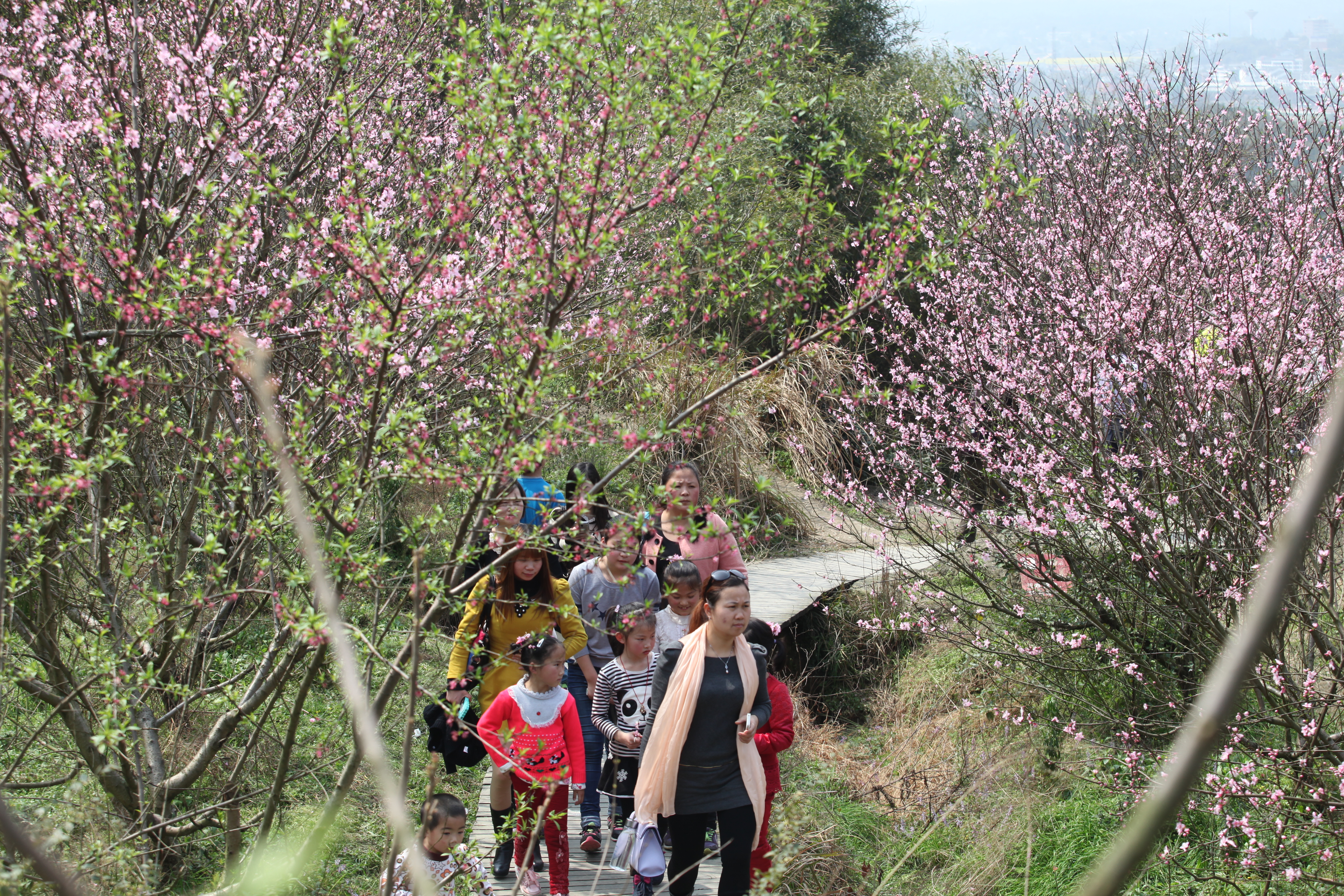 灰湯桃花谷,。