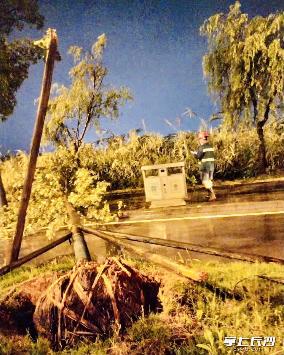 倒伏大樹(shù)成了“攔路虎”,，園林工人深有冒雨清障,。通訊員 張英 攝