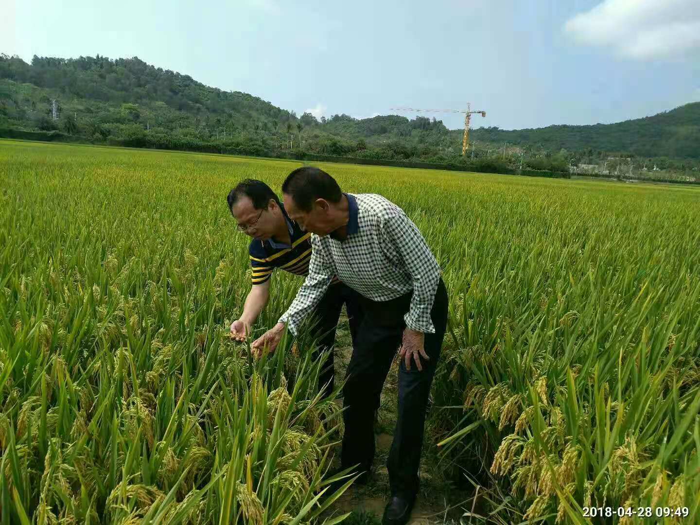 湖南雜交水稻研究中心研究員吳朝暉博士與袁隆平院士在三亞超級(jí)稻高產(chǎn)攻關(guān)示范田里。均為受訪者供圖