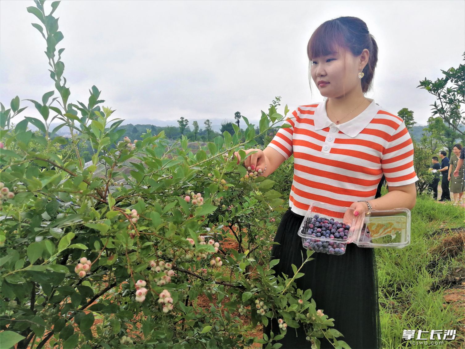 在寧鄉(xiāng)市回龍鋪鎮(zhèn)林盛農(nóng)業(yè)種植基地，“藍莓谷”里果香氤氳，分批成熟的藍莓引人采摘,。