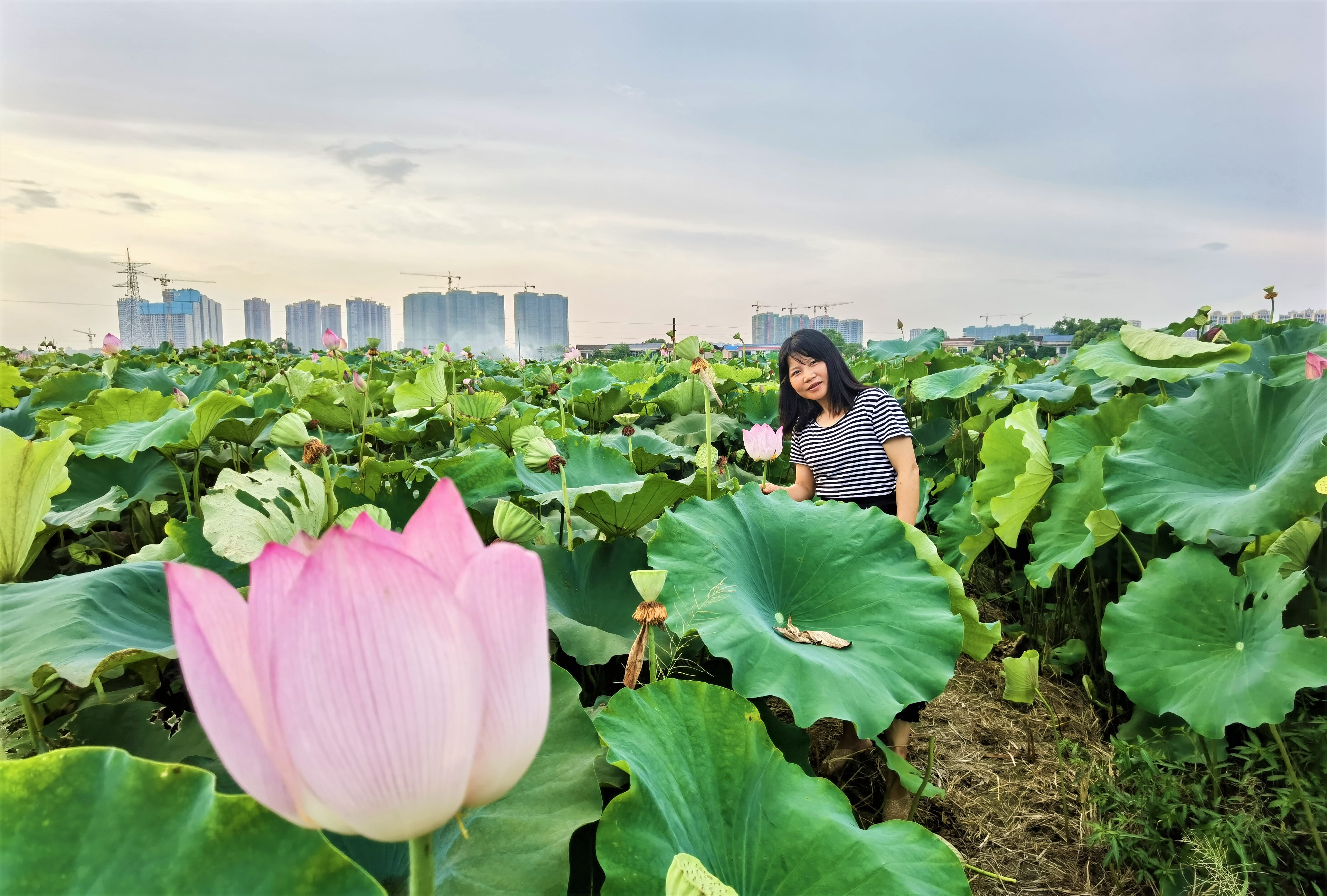 “種植荷花能夠一舉多得！”湘蓮基地負責人陳曉信心滿滿地介紹,。長沙晚報全媒體記者 張禹 攝