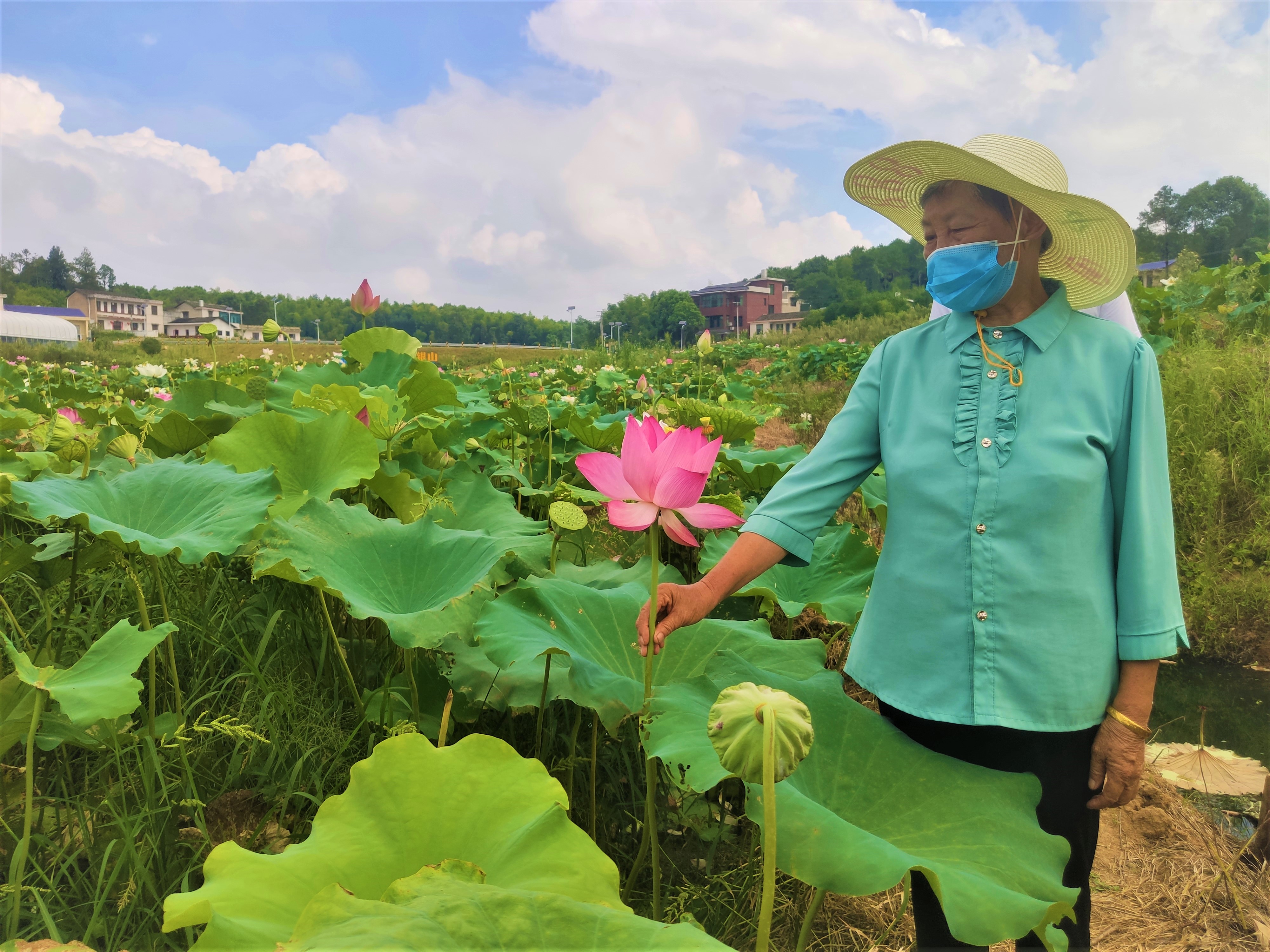 村民欣賞著美麗荷花,，更憧憬著美好的未來,。長沙晚報全媒體記者 張禹 通訊員 林正文 攝