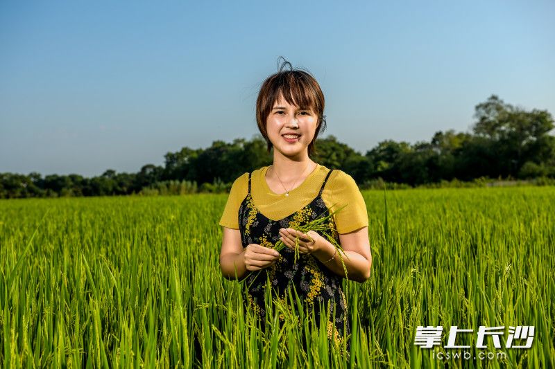 望城區(qū)廣源種植專業(yè)合作社的無人農(nóng)場即將迎來豐收，負(fù)責(zé)人肖定“稻田工廠”夢成為現(xiàn)實(shí),。全媒體攝影記者 陳飛攝