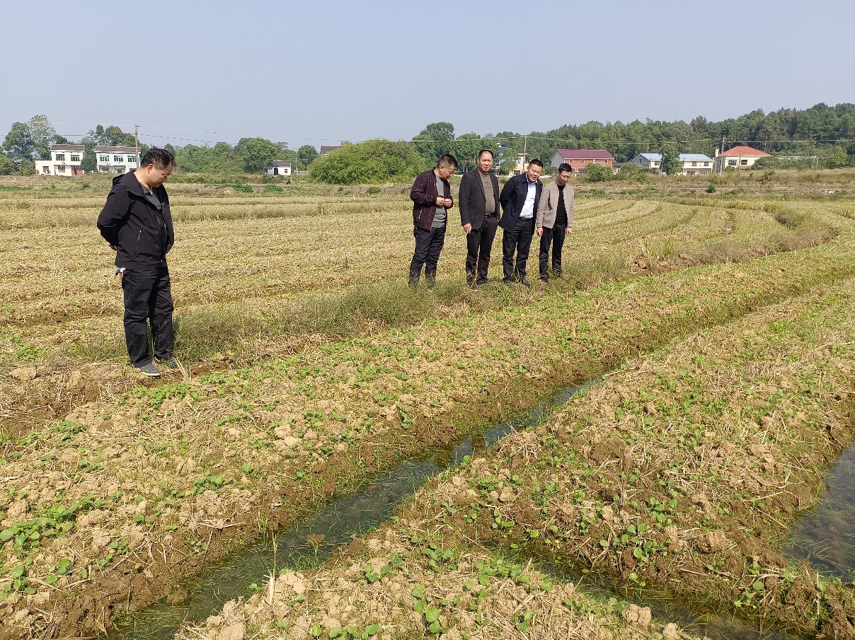 鎮(zhèn)農(nóng)辦技術(shù)人員與種植大戶下田查看油菜出苗情況,。