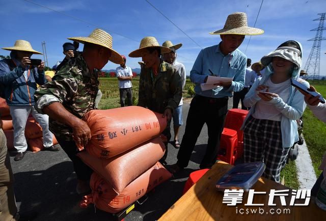 測產(chǎn)專家組成員記錄水稻測重結(jié)果,。新華社記者 郭程 攝