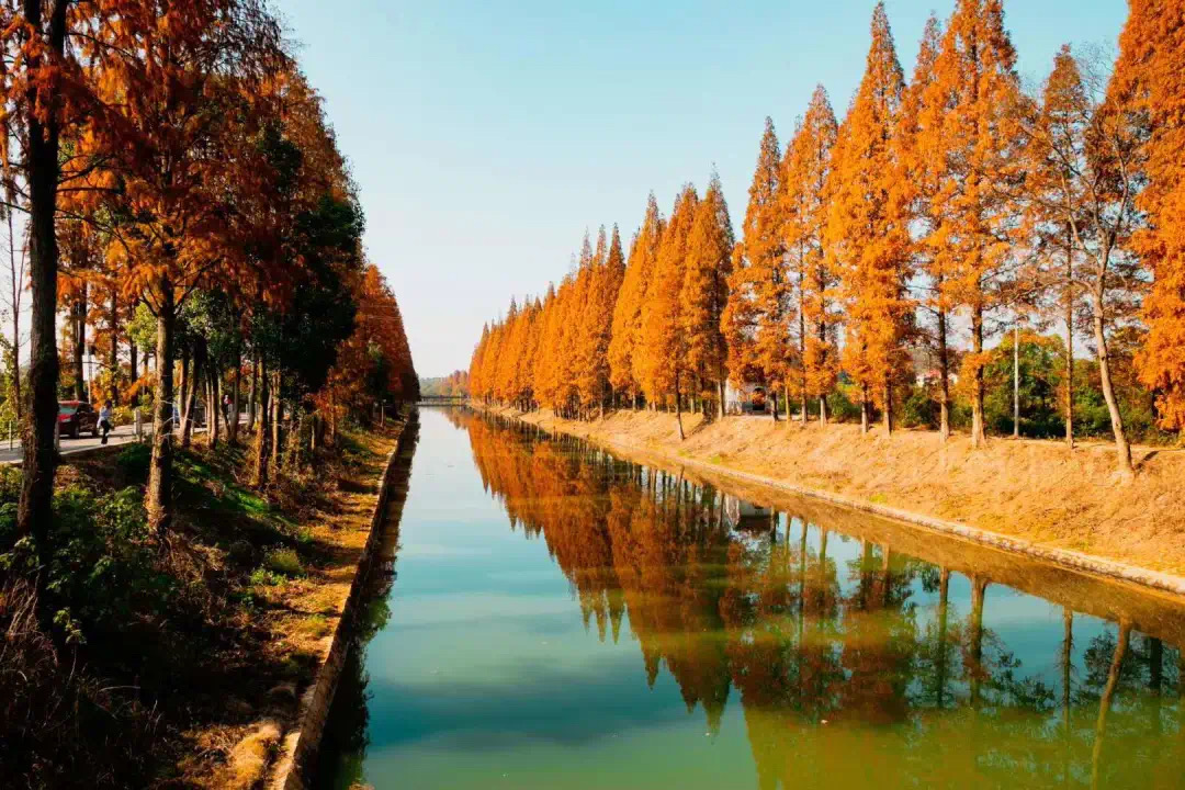 江背水杉