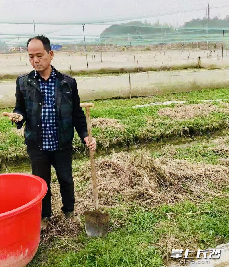 收了稻子再賣蛙，易德茂手中的黑斑蛙,，成了村民致富的寶貝。 通訊員 李佳昕 供圖