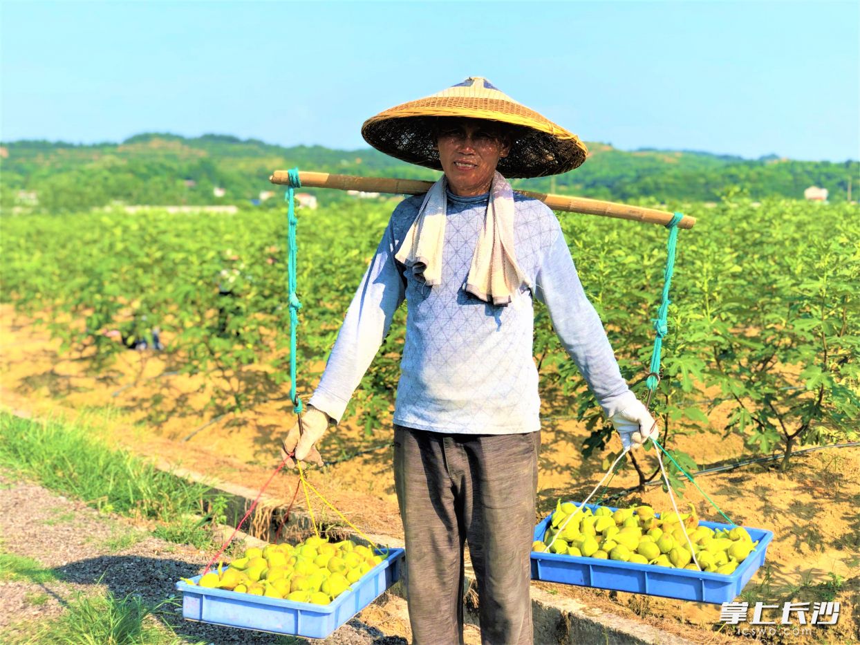 在寧鄉(xiāng)市橫市鎮(zhèn)無花果種植基地,，村民開心收獲無花果,。   長沙晚報全部媒體記者 張禹 攝