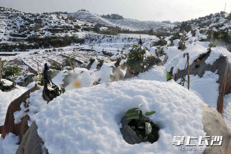 漫山遍野的沃柑樹被埋在雪中,。圖片均為長沙晚報全媒體記者 賀文兵 攝