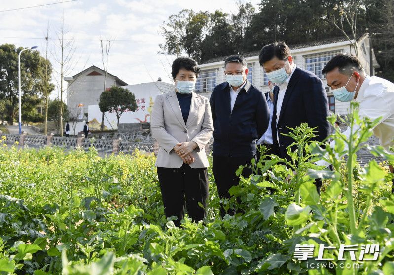 吳桂英在春華鎮(zhèn)調(diào)研美麗宜居村莊建設(shè)。