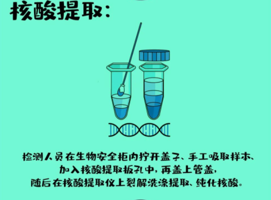 核酸提取：檢測人員在生物安全柜內擰開蓋子,，手工吸取樣本,，加入核酸提取板孔中，再蓋上管蓋,，然后在核酸提取儀上裂解洗滌提取,、純化核酸。