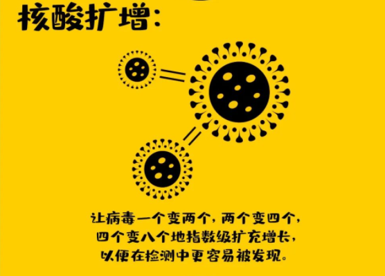 核酸擴增：讓病毒一個變兩個,、兩個變四個,、四個變八個呈指數(shù)級擴充增長,，以便在檢測中更容易被發(fā)現(xiàn)。核酸擴增：讓病毒一個變兩個,、兩個變四個,、四個變八個呈指數(shù)級擴充增長，以便在檢測中更容易被發(fā)現(xiàn),。