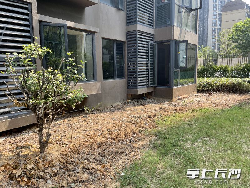 一樓的綠化帶上,，荒土顯得十分刺眼。全媒體記者 張洋子 攝