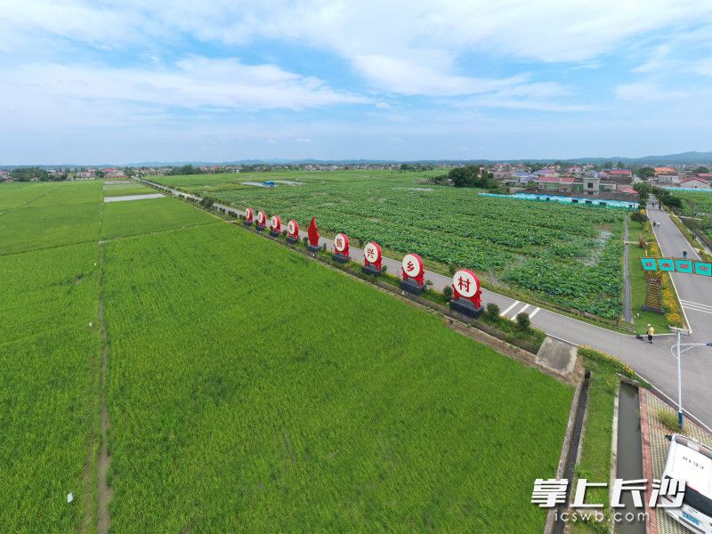 “稻香秫熟暮秋天,，阡陌縱橫萬畝連”和“接天蓮葉無窮碧，映日荷花別樣紅”的詩情畫意,，同時出現(xiàn)在美麗的鄉(xiāng)村公路兩邊