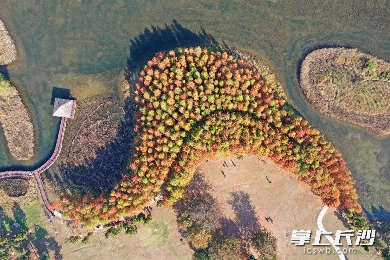 連日來,，松雅湖國家濕地公園內(nèi)的棵棵水杉陸續(xù)披上了紅色、橙色,、綠色的外衣,，色彩斑斕，美麗壯觀,。 均為長沙晚報全媒體記者王志偉攝