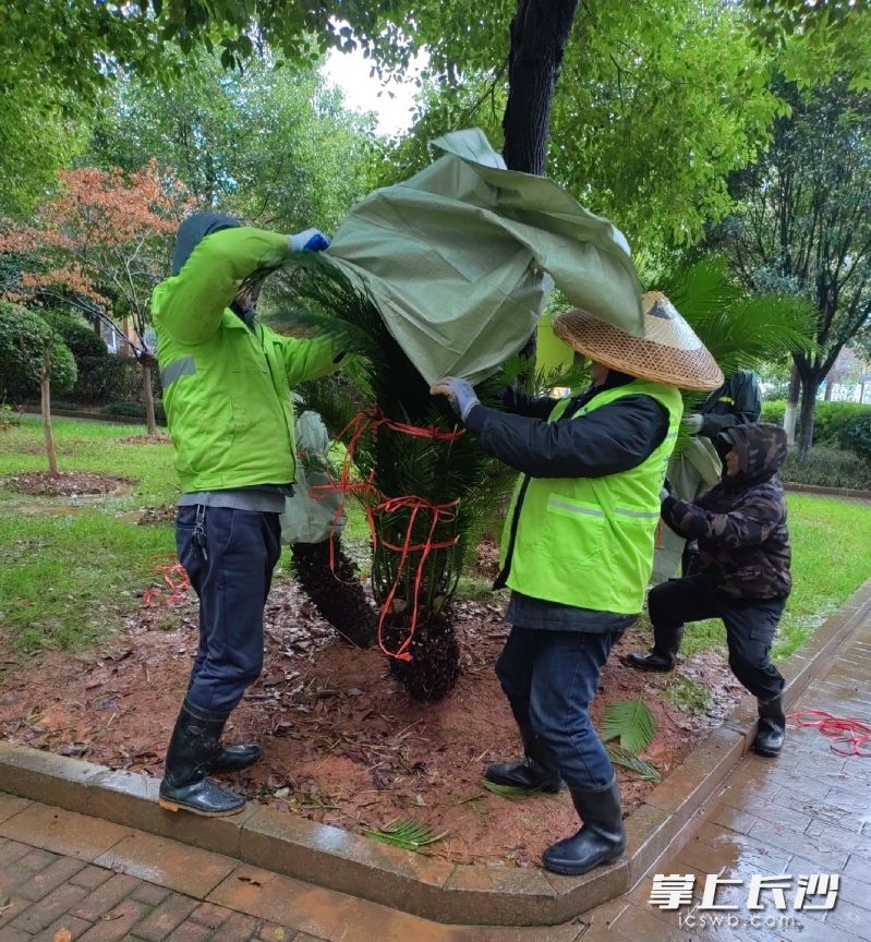 園林工人對植物采取保暖措施,。