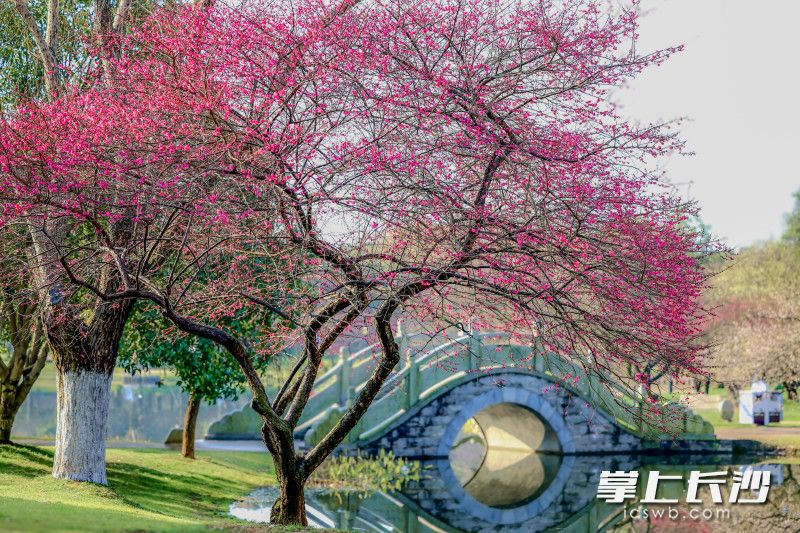 橘子洲梅園,，梅花在枝頭競(jìng)相綻放,。 圖片均為 王萍 陳飛 攝