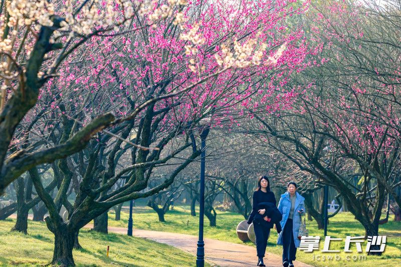市民游客徜徉在花海中