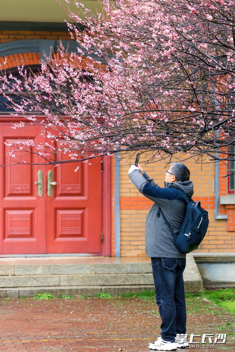 游園的市民游客在拍攝枝頭的梅花。