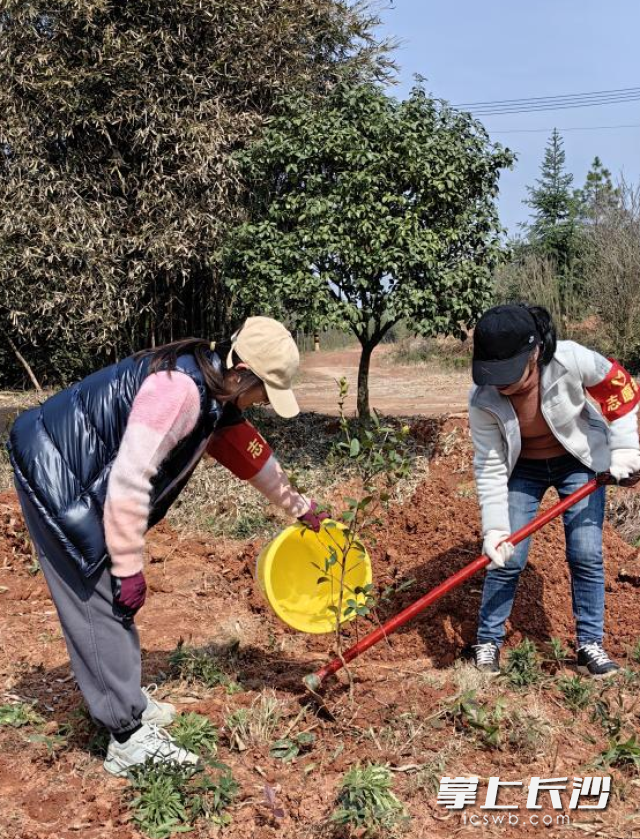 長沙市房屋交易管理中心兩名志愿者在合作植樹