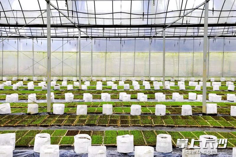 育秧大棚里,，秧苗長勢良好。