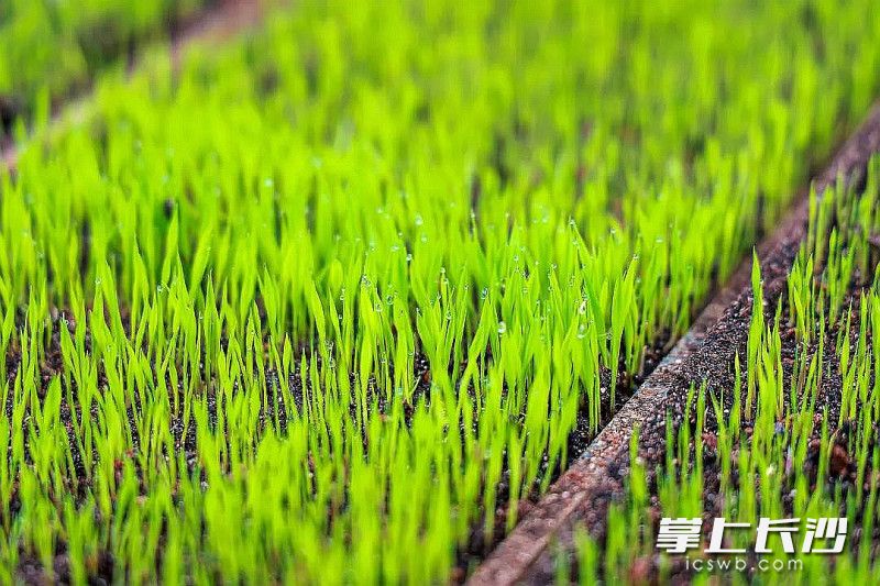 育秧大棚內(nèi),，平鋪在地的育秧盤滿眼新綠,、青翠欲滴。均為長沙晚報通訊員 鄒晨虎 攝