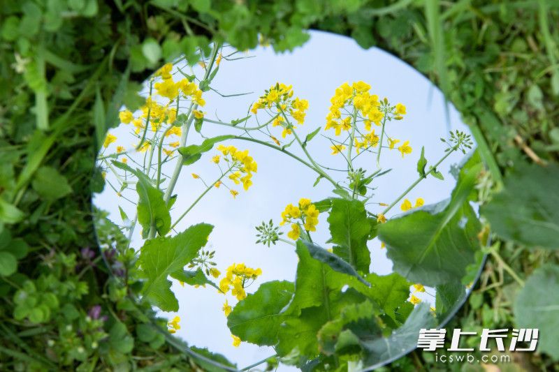 江背鎮(zhèn)五福村油菜花,。長沙晚報(bào)全媒體記者 林暘 攝