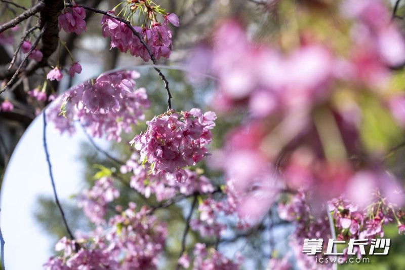 曉園公園櫻花。長沙晚報(bào)全媒體記者 周數(shù)邑 實(shí)習(xí)生 歐陽瀟瀟 攝影報(bào)道